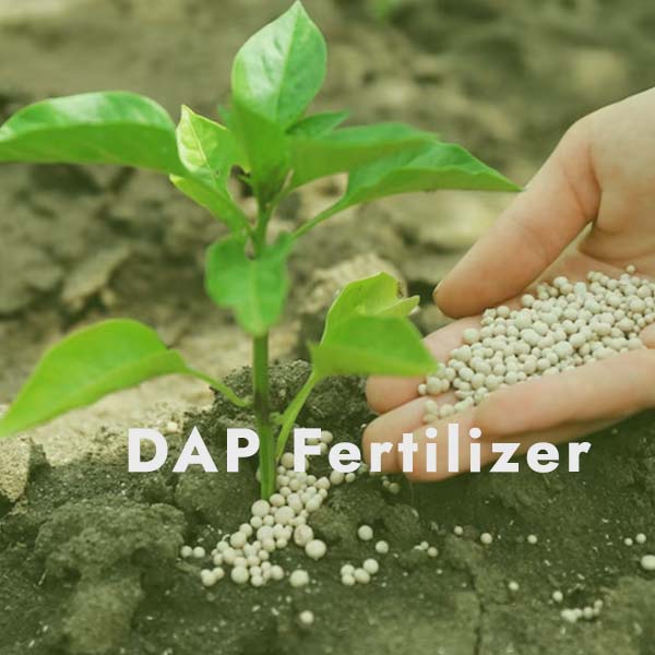 DAP Fertilizer