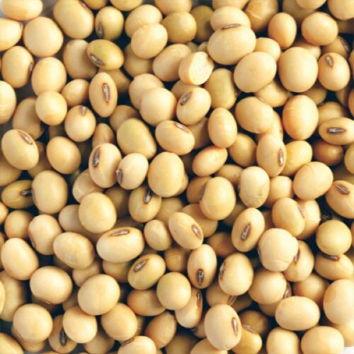 SOY BEANS ORGANIC